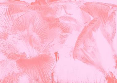 White Freesia in ice rose