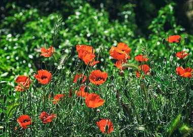 Poppies in the countryside