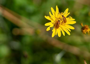 Bugs on a yellow flower