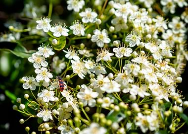 Blossomed Burning Bush