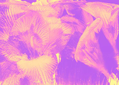 White Freesia in ice pink