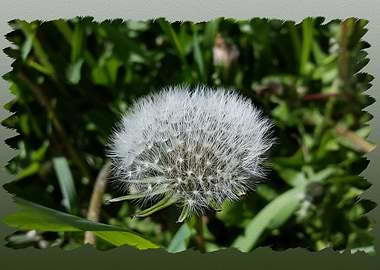 Dandelion in the grass