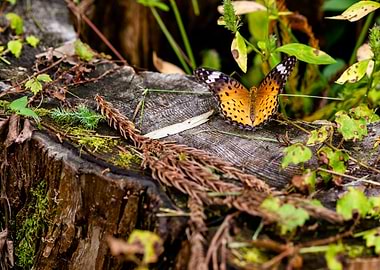 Camouflaged Butterfly