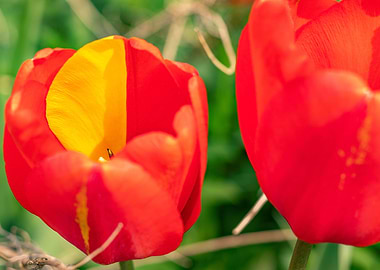 Red yellow tulip