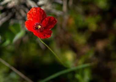 Poppy in the grass