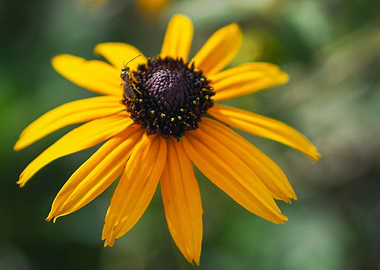 In sect on yellow flower