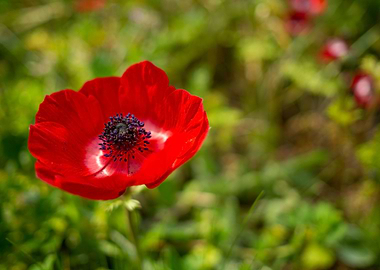 Blossomed Poppy