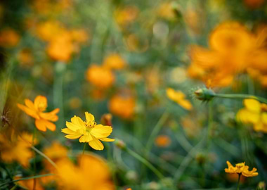Flower blossom in a park