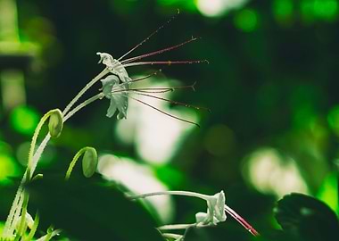 White blossomed flowers