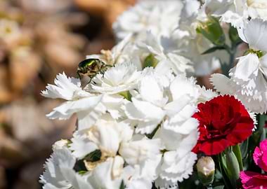Beetle on flowers