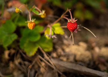 Delicious Strawberries