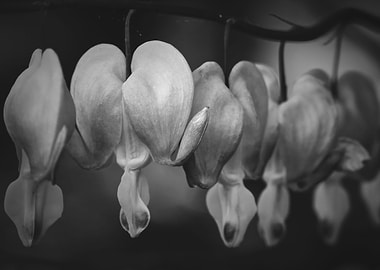 Bleeding Heart Wildflowers