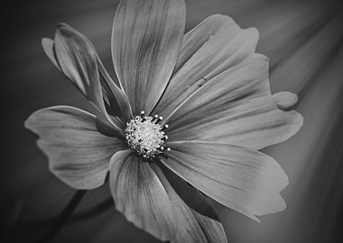 Wind Flower