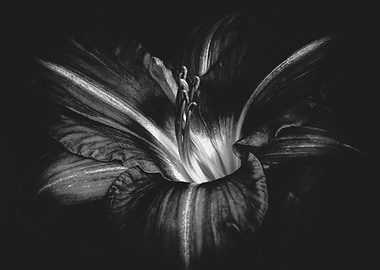 Day Lily Abstraction