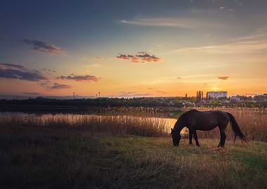 horse on pasture at sunset