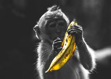 Monkey With Banana