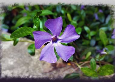 Blue purple petals