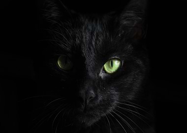 black cat