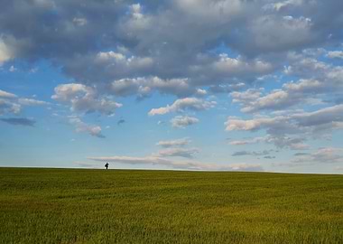 walking green wheat field