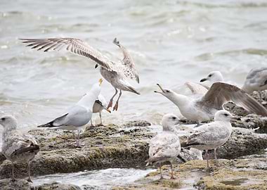 Seagulls
