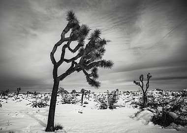 Joshua Tree