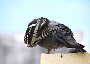A pigeon