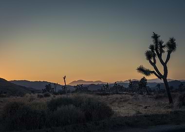 Sunset in Joshua Tree