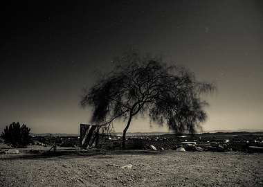 Night sky over Joshua Tree