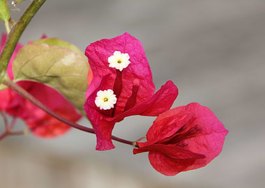 bougainvilliers