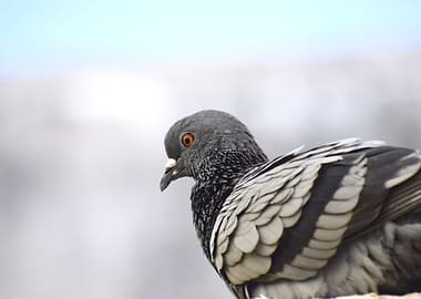 A pigeon