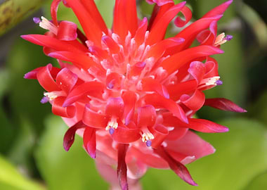 bromelia