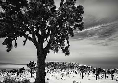 Joshua Tree