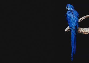 Blue parrot