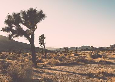 Joshua Tree