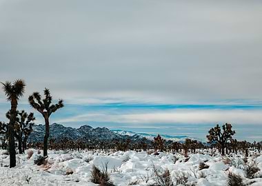 Joshua Tree