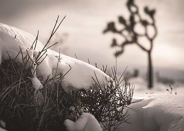 Joshua Tree