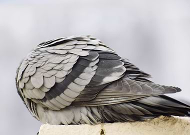 A pigeon