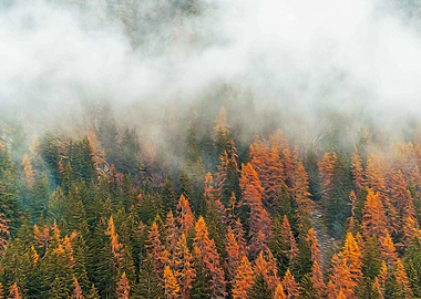 Misty forest in the Alps