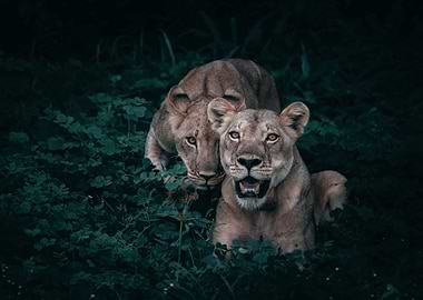 Lionesses