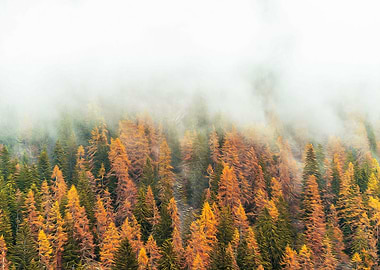 Misty forest in the Alps