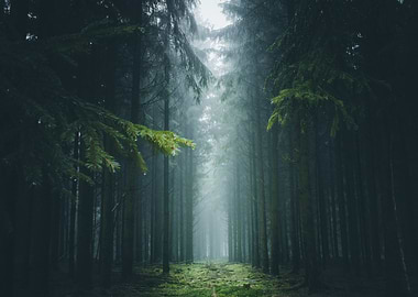 Foggy Forest