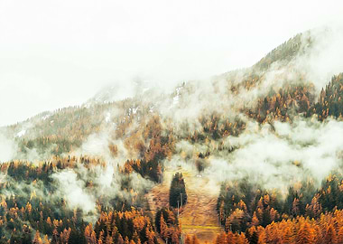 Misty forest in the Alps