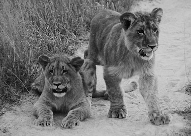 Lioncubs in the sand