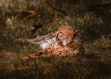 Cheetah chilling