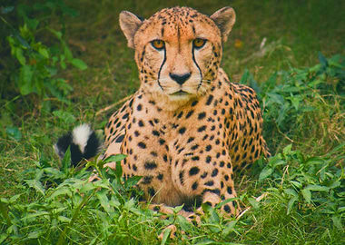Cheetah in the grass