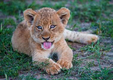 Lioncub lying down