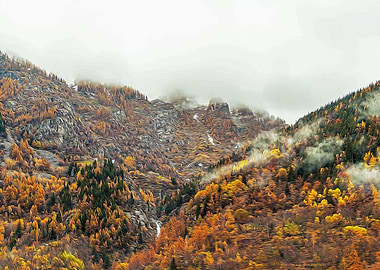Misty forest in the Alps
