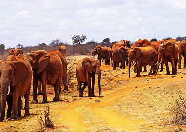 Africa elephant