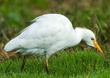 Cattle Egret Bubulcus