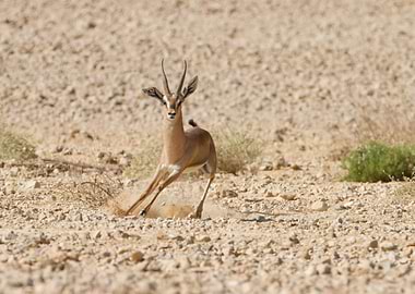rare Acacia Gazelle